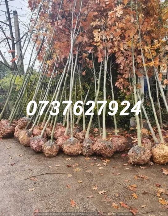 Arbori Ornamentali Mari (3-5m) | Tei, Platan | Poze/Video Live