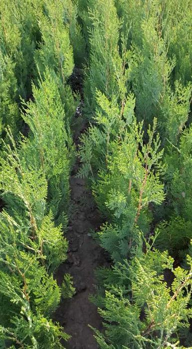 Comercializăm Plante Ornamentale de Diverse Mărimi