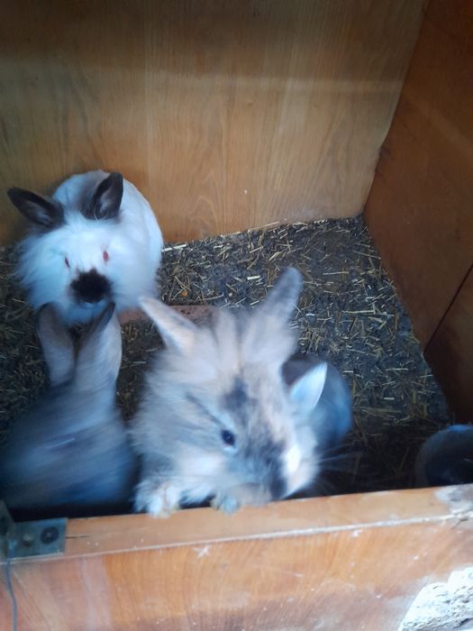 Vând, schimb tineret și maturi, rase pure uriașe și pitice