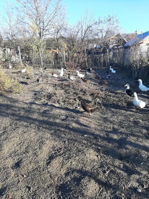 Rate ,Gâște , Cocoși, Iepuri diferite varste si culori