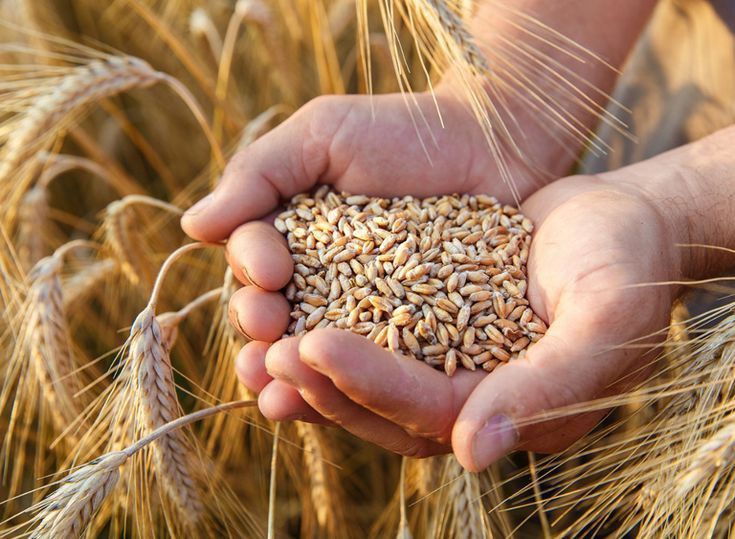 Пшеница для животных