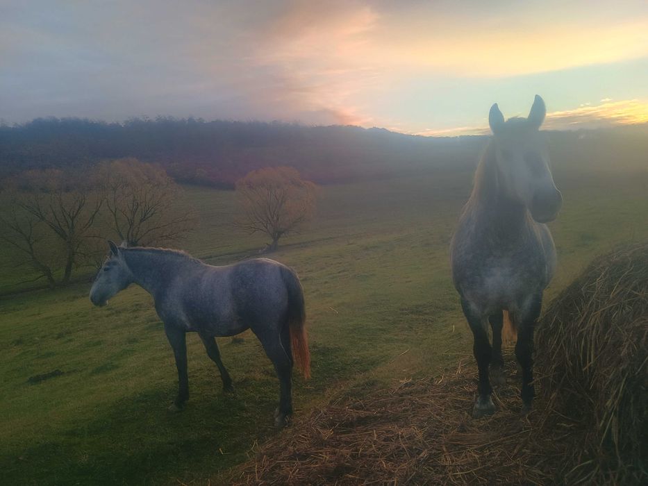 Cai de vânzare ( herghelie)