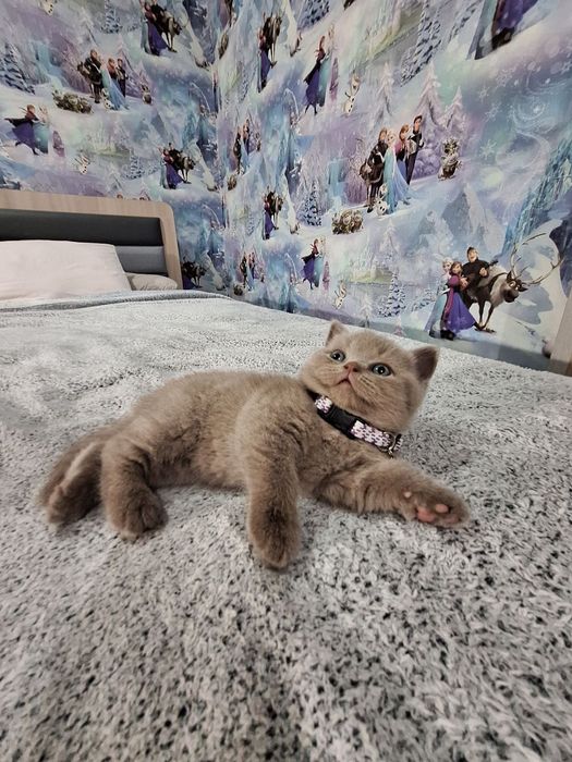 Чистокровный британский котёнок