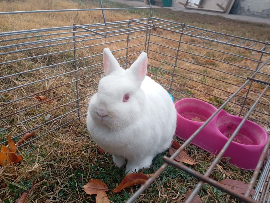 Продам зайчика 1,5 месяцев.идет в комплекте клетка,миска туалет