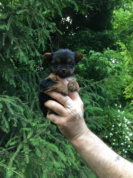 Супер Мини Йорки Доставка