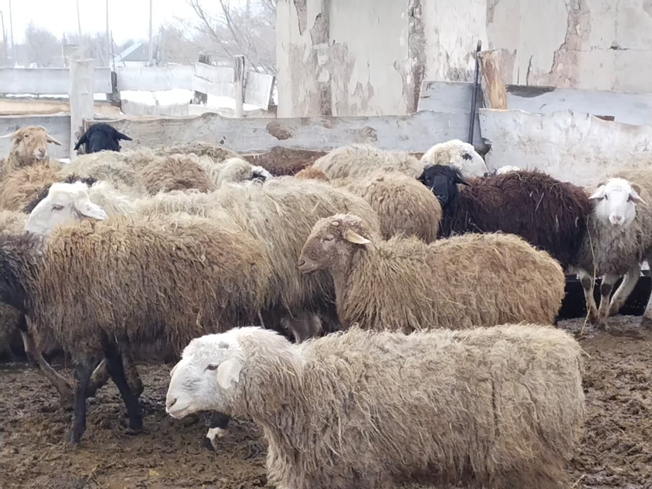 Овцы,бараны на продажу