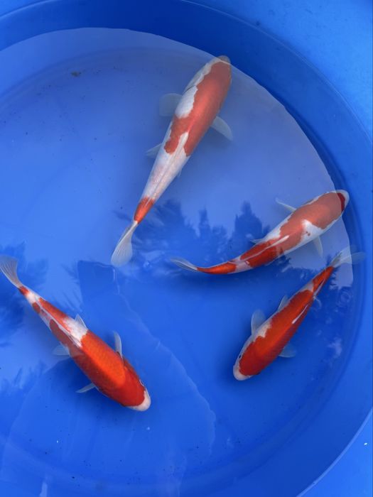Crapi Koi import Japonia