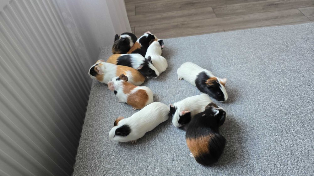 Pui de porcusori de Guineea!