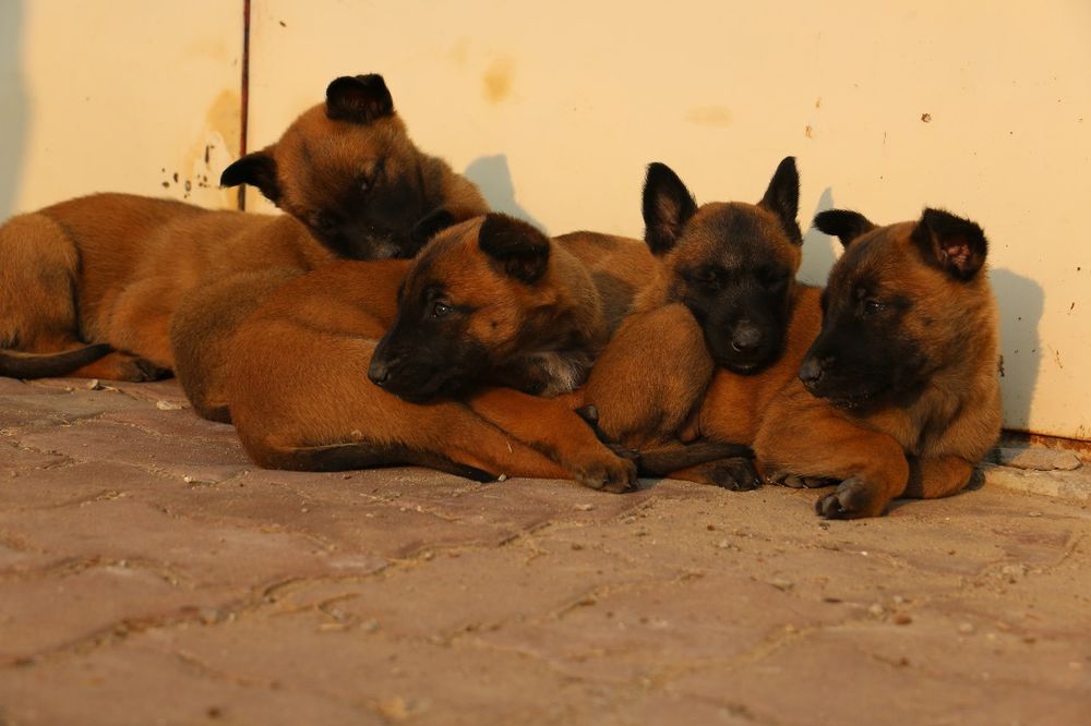 Продам щенков бельгийской овчарки (малинуа)