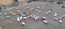 Porumbeii albi poste