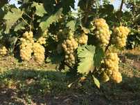 Struguri Vin Fetească,Riesling,Merlot