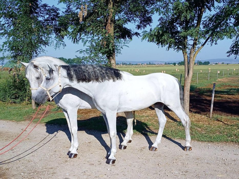 Vand armasar Lusitano