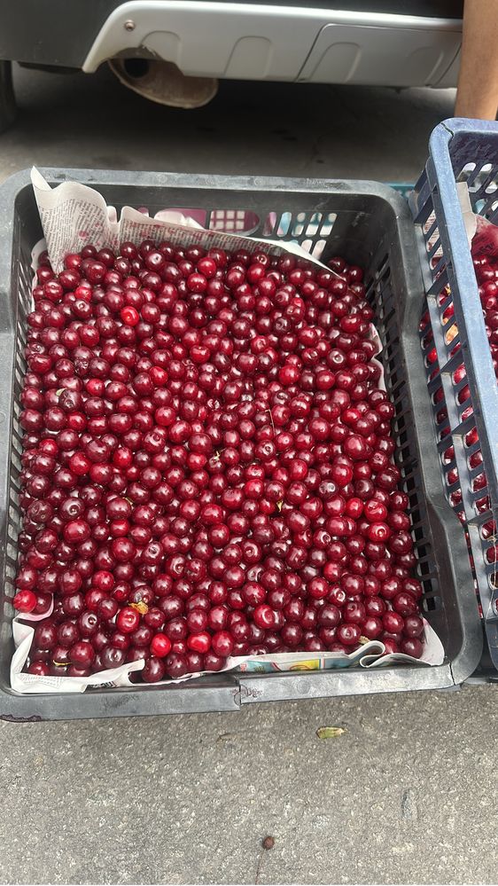 Вишня. Продам свежую крупную садовую вишню
