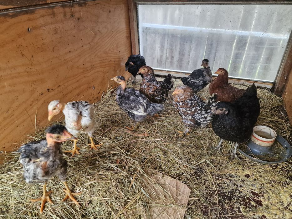 Pui de tara frumos colorati