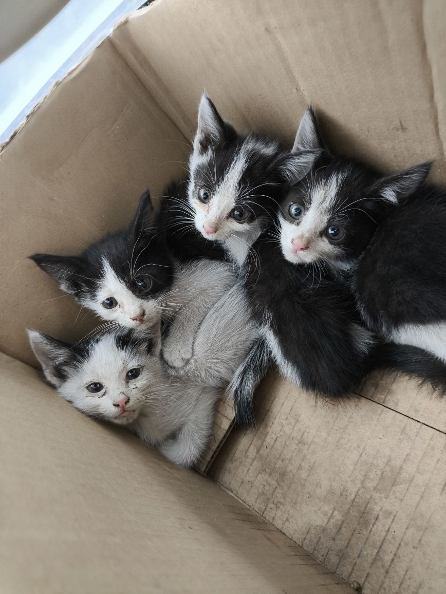 Отдам котят в добрые руки