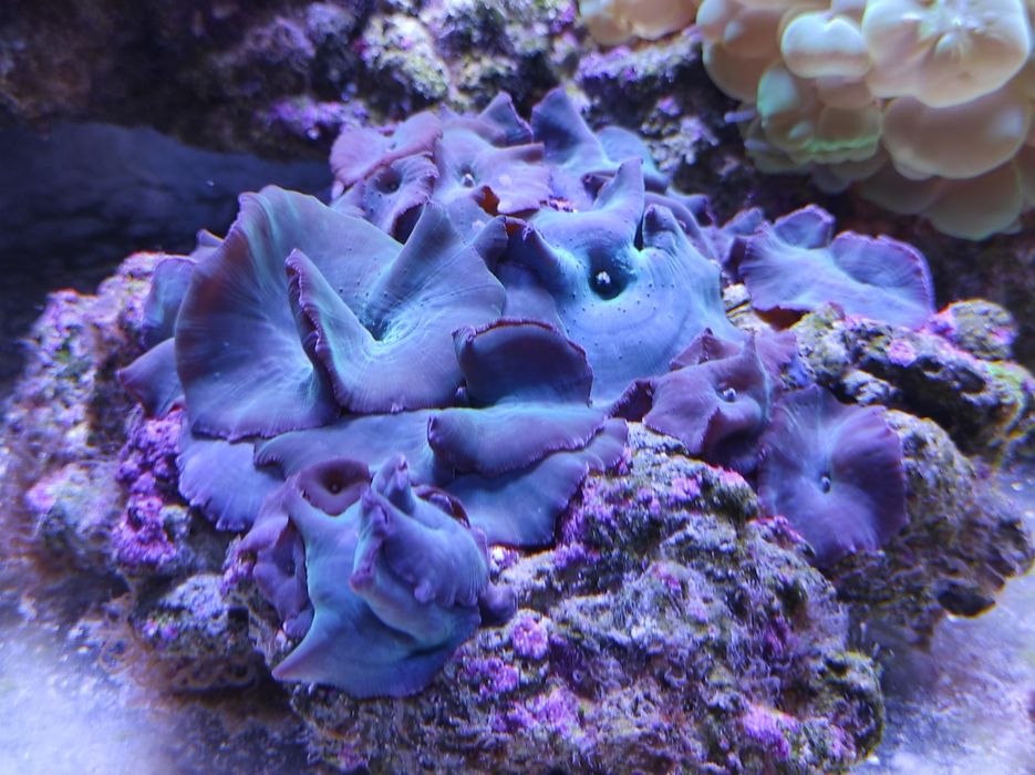 Живой морской коралл