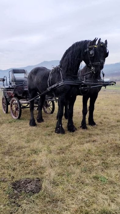 Armăsar frizian friz