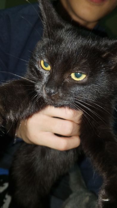 Отдам даром в добрые руки котёнка, очень спокойная.