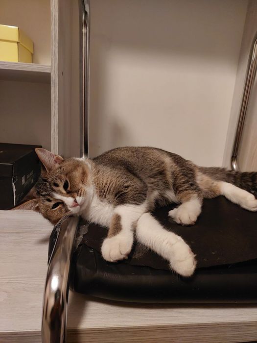 Кошки  5  месяцев , отдадим даром