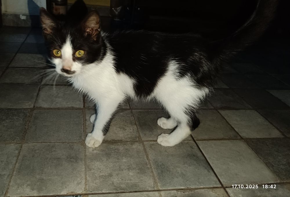 Motanel așteaptă să fie adoptat și iubit