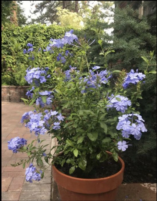 Iasomie albastra sau floarea dragostei