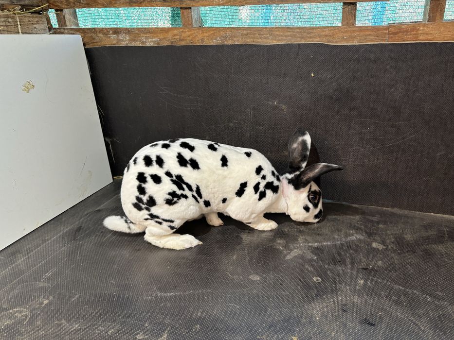 Masculi rex dalmatian