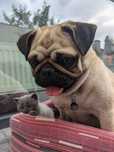 Pug Mops Carlino