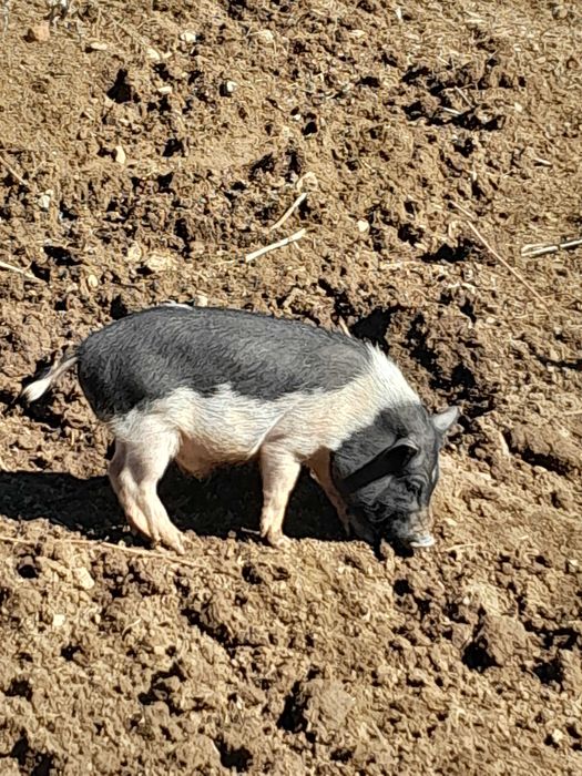 Виетнамско прасе- нерче на 7м