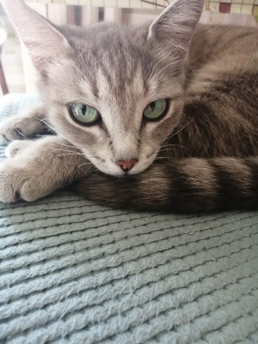 Кошечка стерилизованная, к лотку приучена
