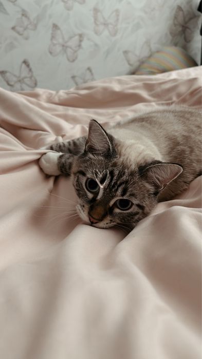 Передержка кошек