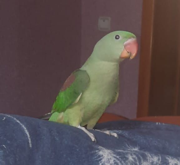 Продам попугая Александрийский