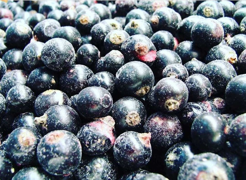 Черная Смородина замороженная