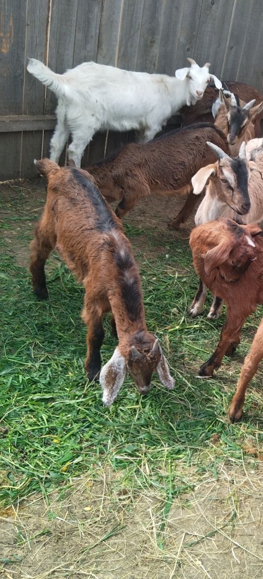 Vând sau schimb  2 tapusori 70% ango Nubian