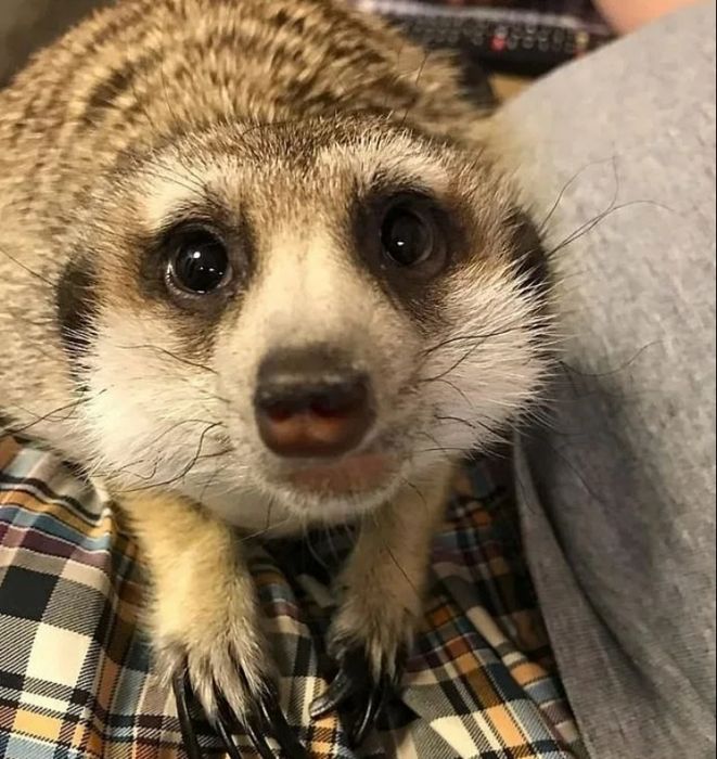 Продам Суриката мальчика