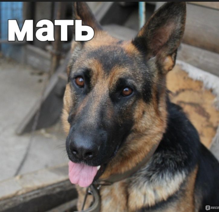 Отдам щинка в добрые руки