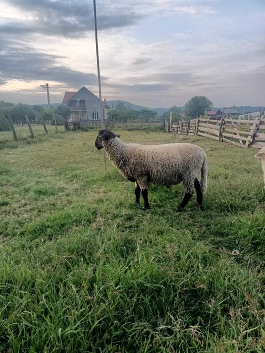 Berbec suffolk tânăr