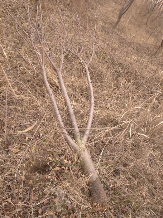 Мевали кучатлар утинга