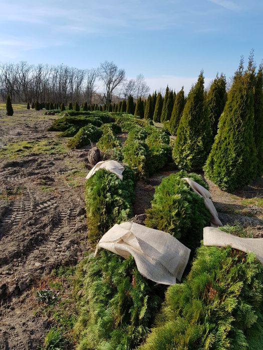 Tuia cu dimensiuni de la 1.20m pana la 3m