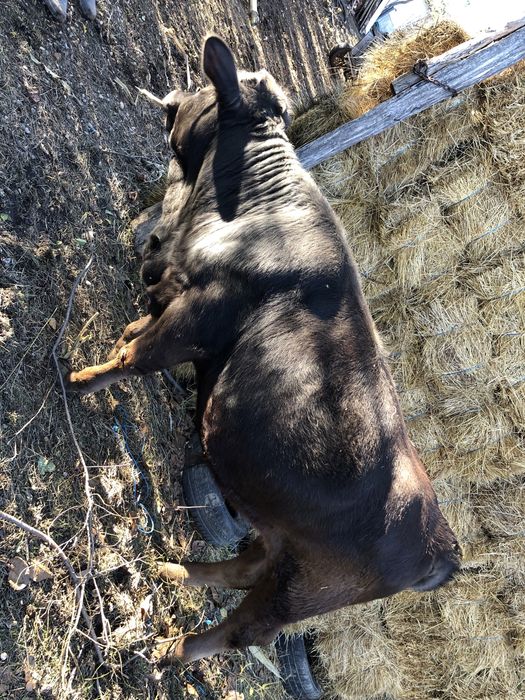 Vând bou rasă brună