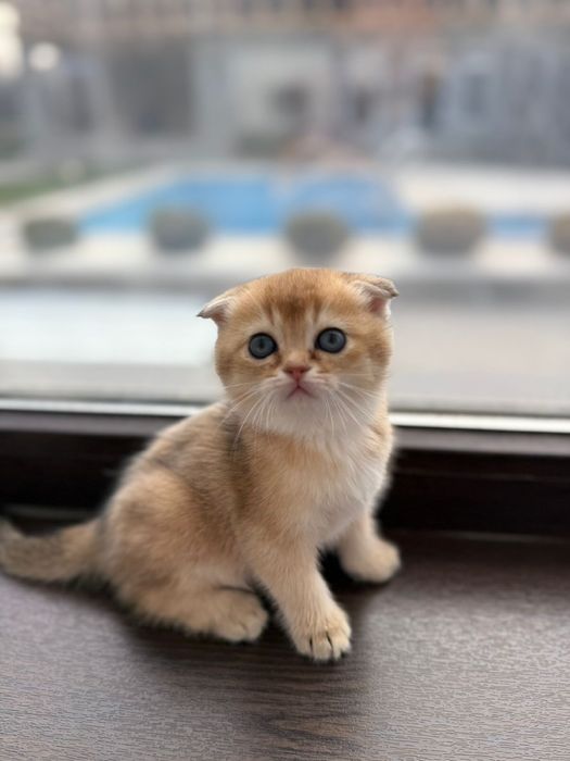 Котята Scottish Fold золотистые шиншилы