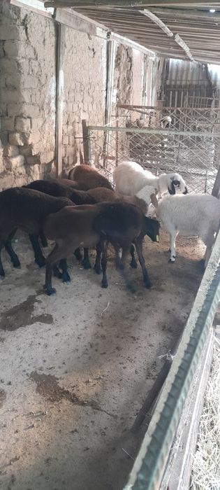 Зотли Кучкор Куйлар сотилади