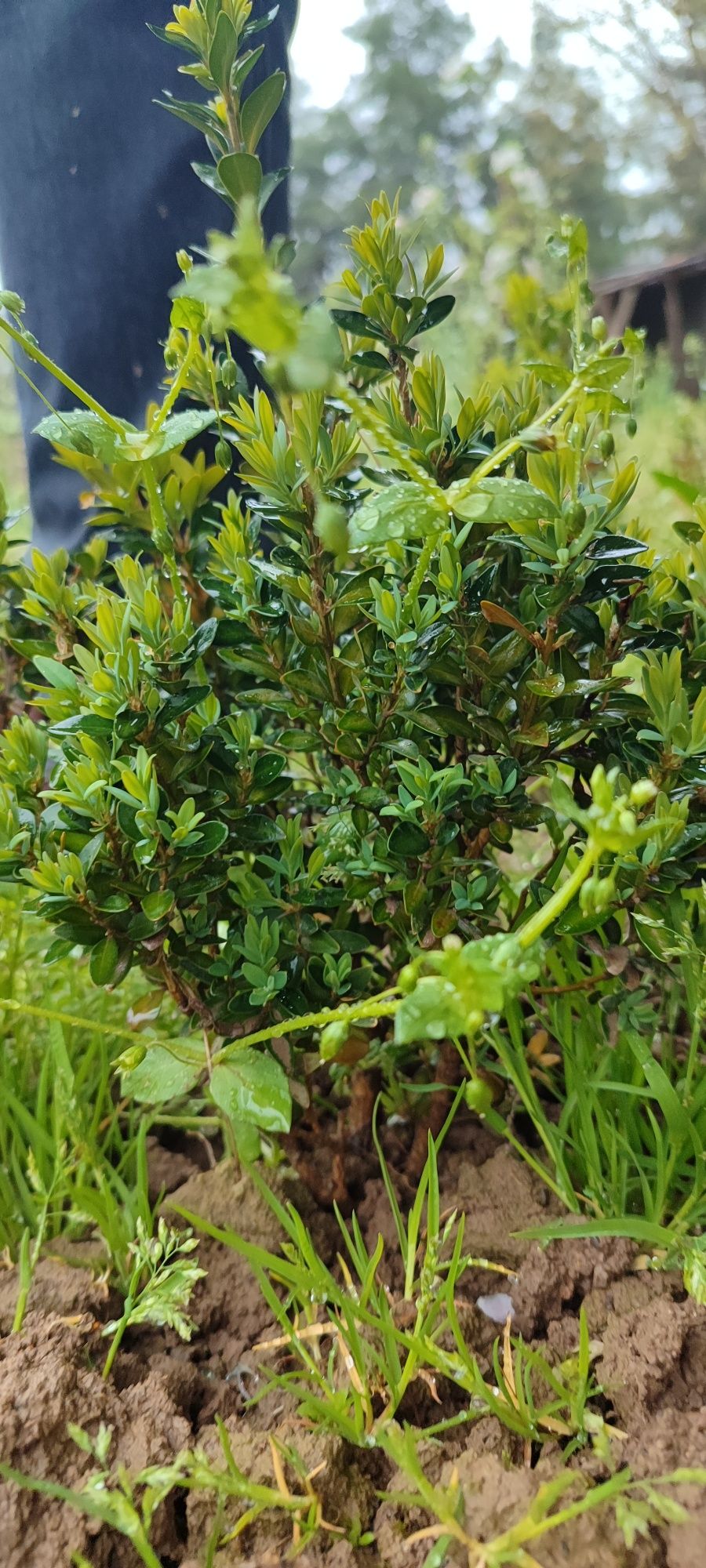 Shamshod kochat sotiladi