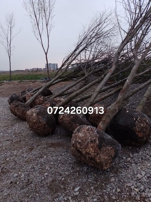 Tei 30+ cm 
Tei 30+ cm grosime pentru vânzare
Arbori maturi, sănătoși,