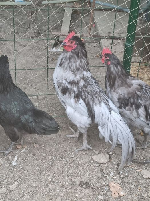 Vând cocos Australorp negru și albastru