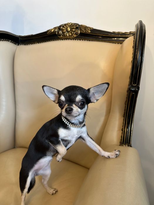 Чихуахуа висококачествено женско, на 7 месеца