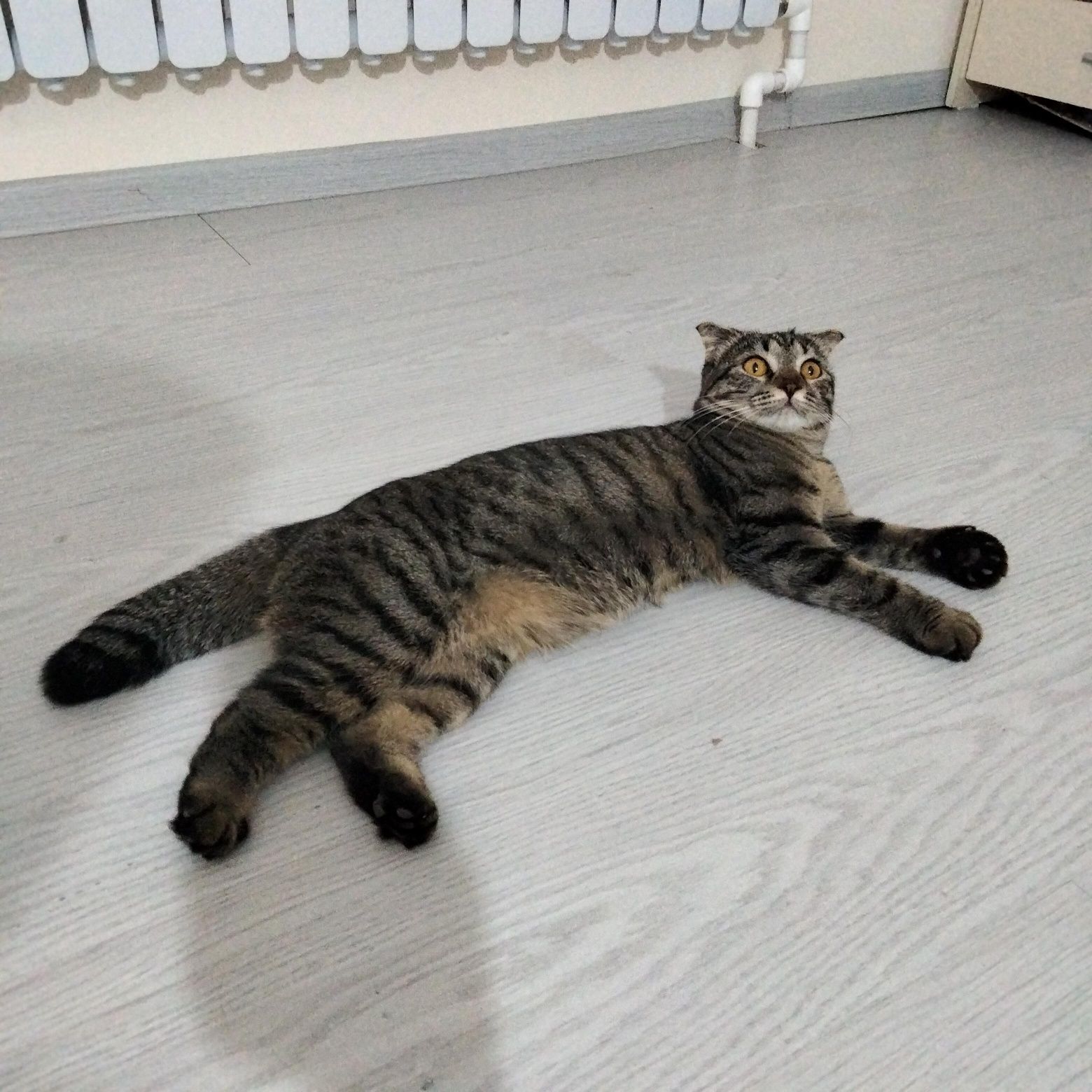 Кошка породистая