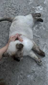 Беременная кошка умирает на улице