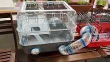 Cusca extinsa hamster