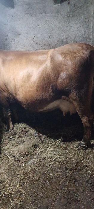 Vand vaca de 7 ani gestanta na 8 luni