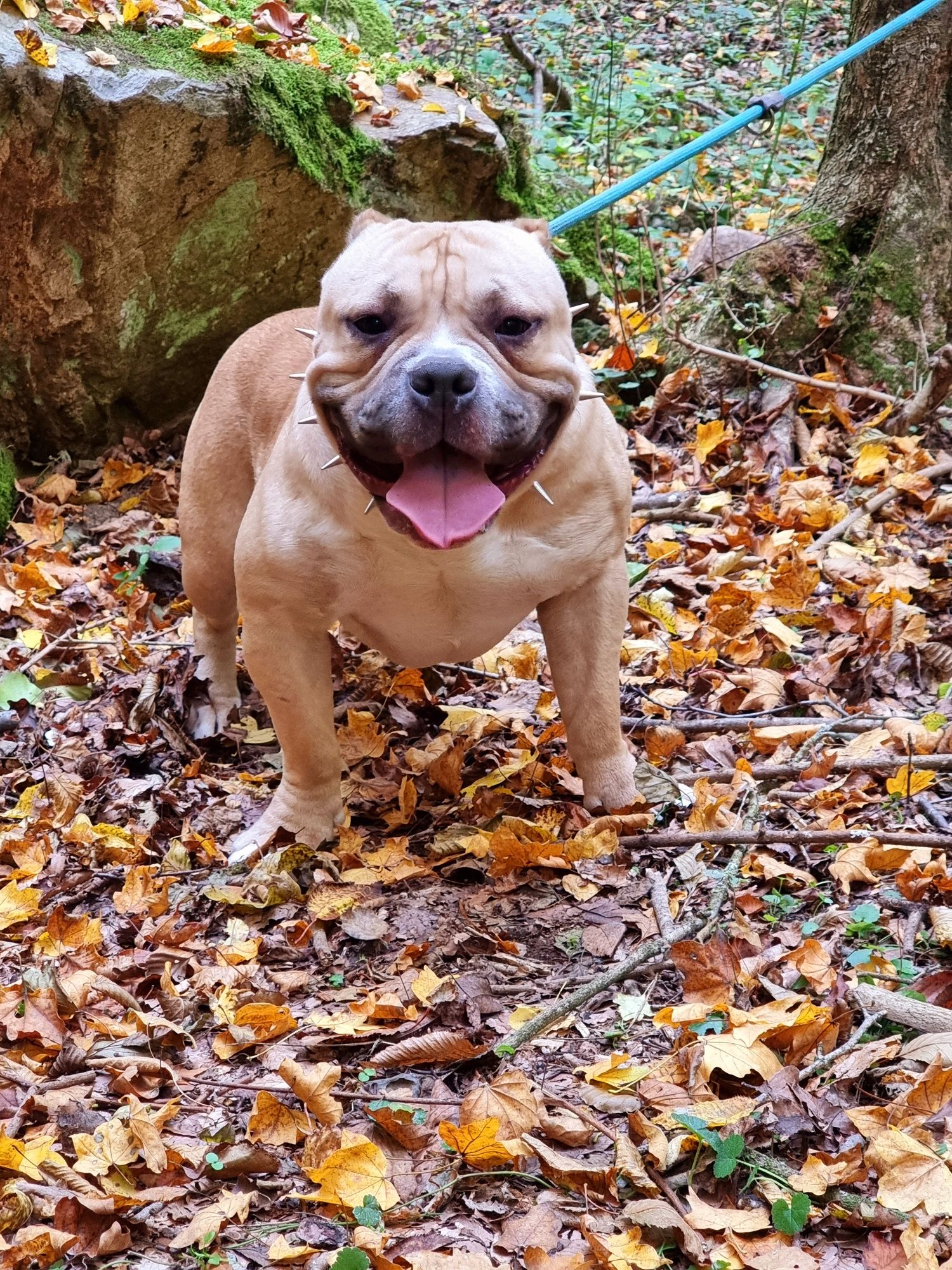 Mascul American Bully